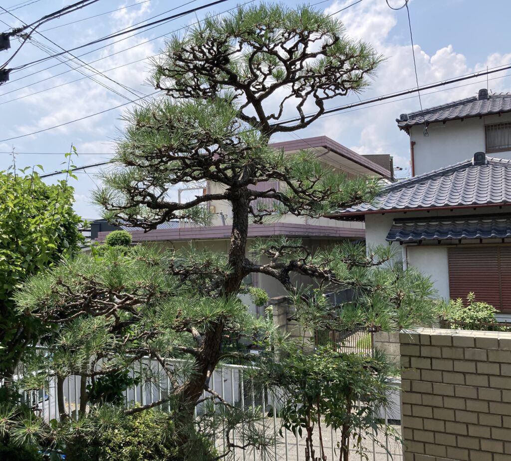 松の剪定 庭木の剪定 大阪 高槻 植木屋アールガーデンワークス Rgardenworks 大阪 兵庫を中心に植木の剪定 外構のお仕事をしています