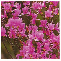 芦屋市の市の花コバノミツバツツジの写真