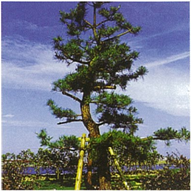 芦屋市の市の木クロマツの写真
