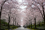 西宮市の市花・桜並木の写真