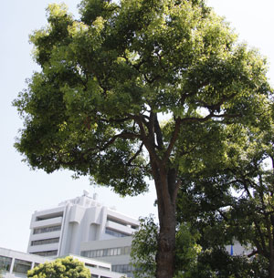 吹田市の市の木くすのきの写真