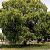 伊丹市の木・くすのきの写真