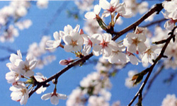 大阪市の花桜の写真