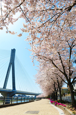 川西市の市の木桜の写真