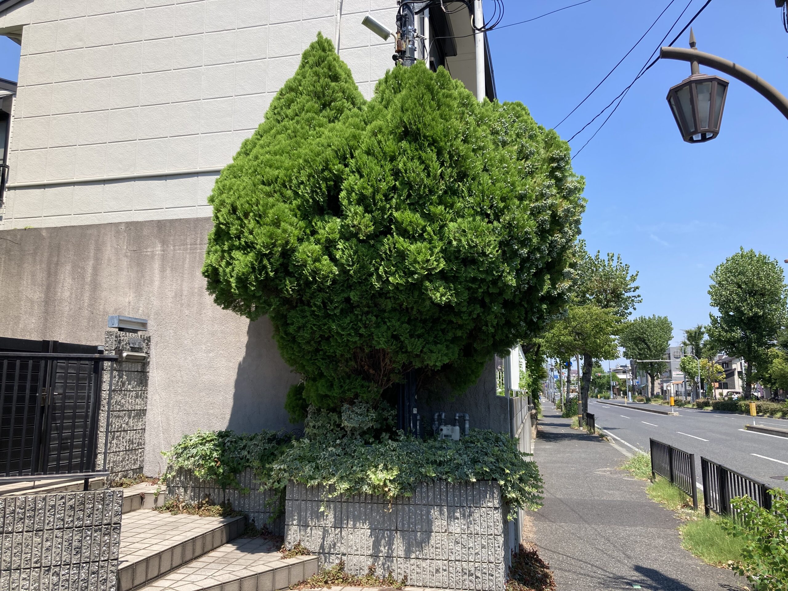 西宮市コニファー剪定