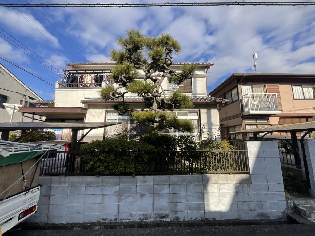 伊丹市松の剪定
