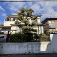 伊丹市松の剪定