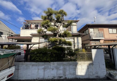 伊丹市松の剪定