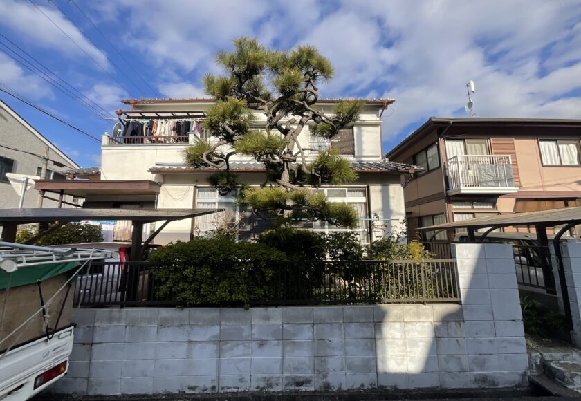 伊丹市松の剪定