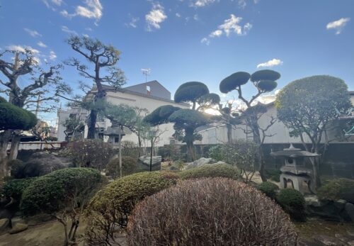 吹田市庭木の剪定