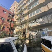 マンションのクスノキ強剪定寝屋川市
