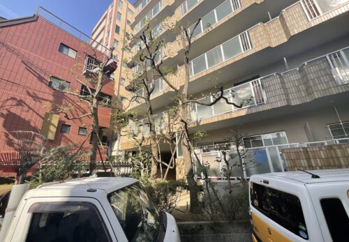 マンションのクスノキ強剪定寝屋川市