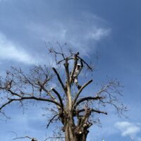高槻市で柿の木強剪定