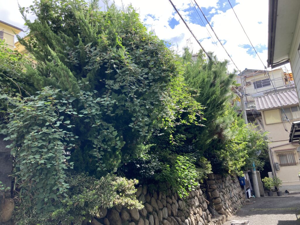 宝塚市で剪定作業