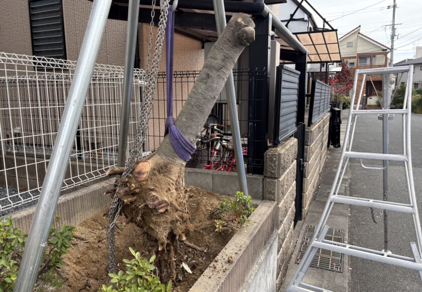 伊丹市で抜根作業