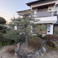 伊丹市黒松の剪定