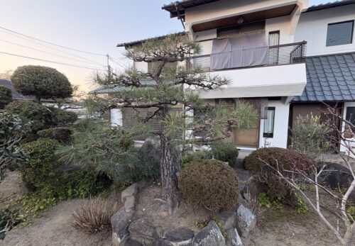 伊丹市黒松の剪定