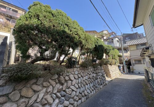 宝塚市で剪定作業