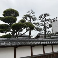伊丹市松の剪定