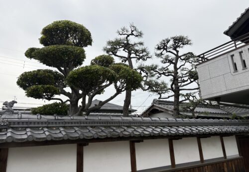 伊丹市松の剪定