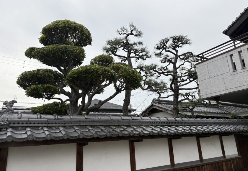伊丹市松の剪定