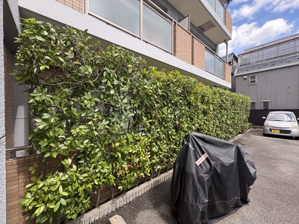 西宮市で植木屋によるレッドロビンの生垣剪定後の綺麗になった様子