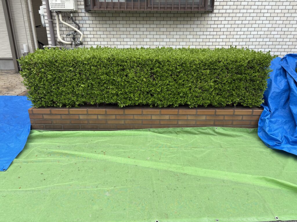 大阪市で植木屋によるツゲの刈り込み剪定前の様子