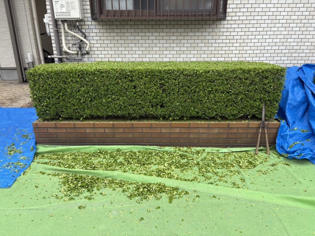 大阪市で植木屋によるツゲの刈り込み剪定後の綺麗になった様子