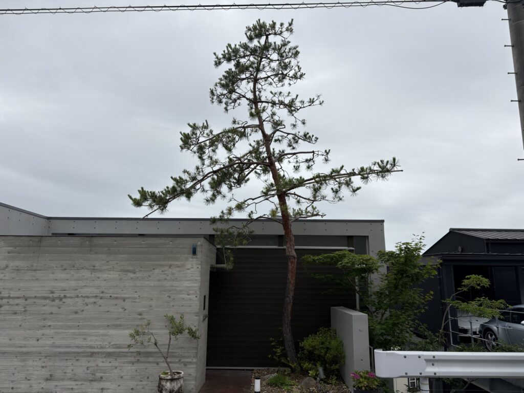 西宮市で植木屋による赤松の剪定作業前の様子