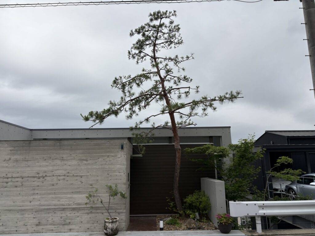 西宮市で植木屋による赤松の剪定作業後の綺麗になった様子
