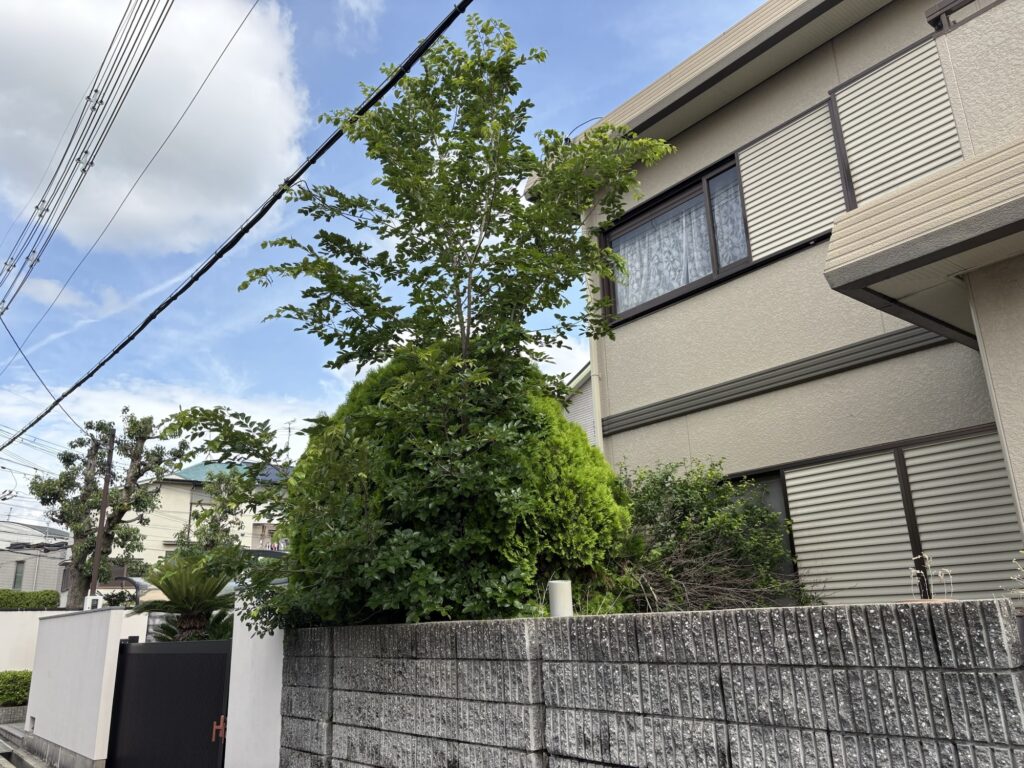 豊中市で植木屋によるコノテガシワ等庭木の剪定作業前の様子