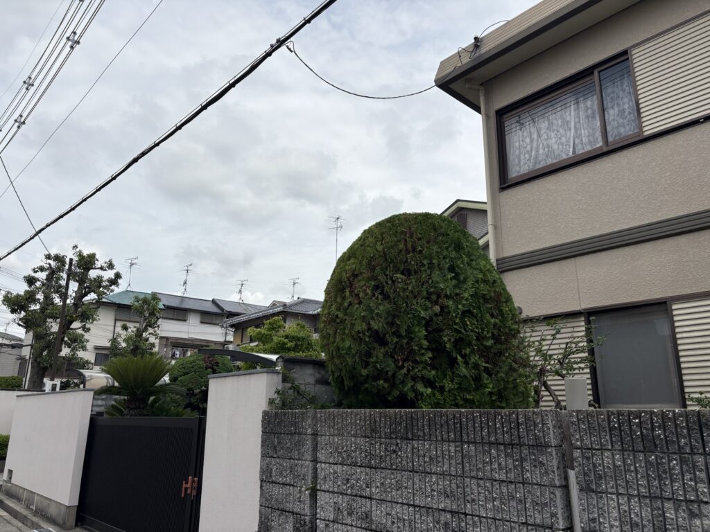 豊中市で植木屋によるコノテガシワ等庭木の剪定作業後の様子