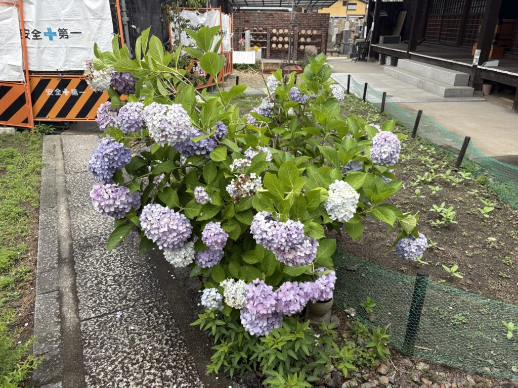尼崎市のお寺さんで植木屋による紫陽花の挿し木の様子