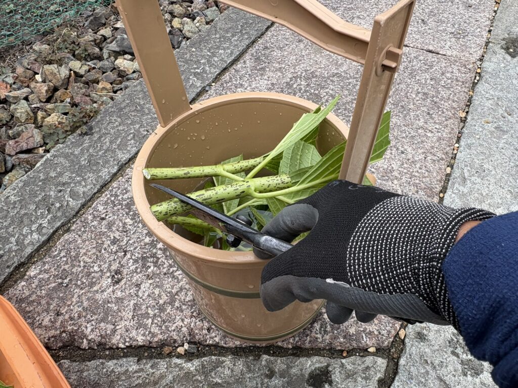 尼崎市のお寺さんで植木屋による紫陽花の挿し木の様子