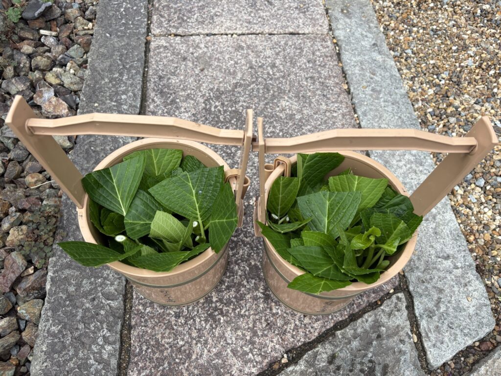 尼崎市のお寺さんで植木屋による紫陽花の挿し木の様子