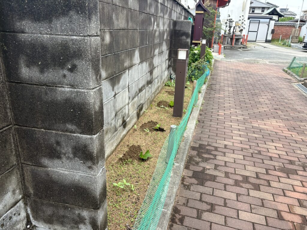 尼崎市のお寺さんで植木屋による紫陽花の挿し木の様子