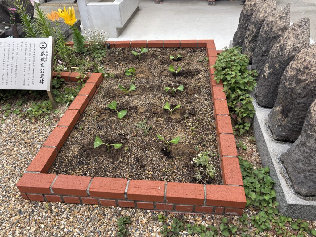 尼崎市のお寺さんで植木屋による紫陽花の挿し木の様子