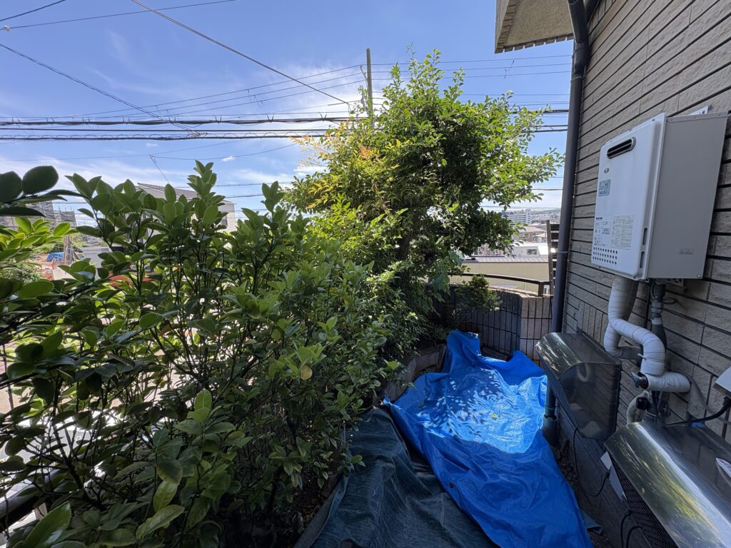 宝塚市で植木屋によるクロガネモチ・サザンカ等庭木の剪定前の様子