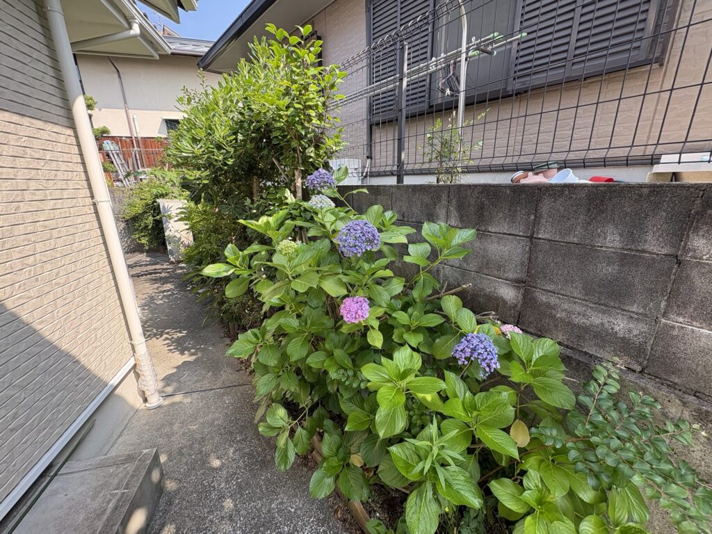 高槻市で植木屋による紫陽花・ツバキ等庭木の剪定作業前の様子