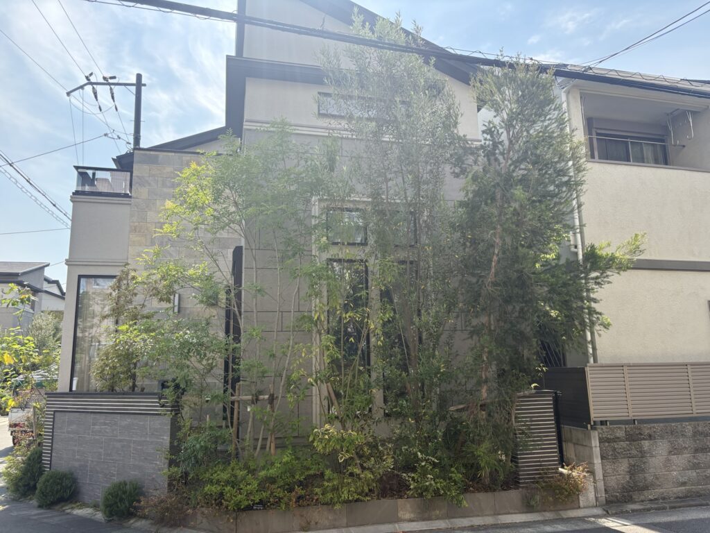 茨木市で植木屋によるメラレウカ・オリーブ・カシノキの剪定作業前の様子