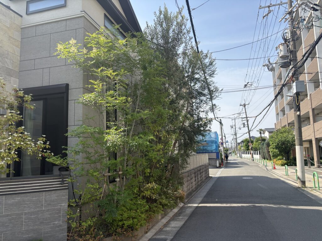 茨木市で植木屋によるメラレウカ・オリーブ・カシノキの剪定作業前の横からの様子