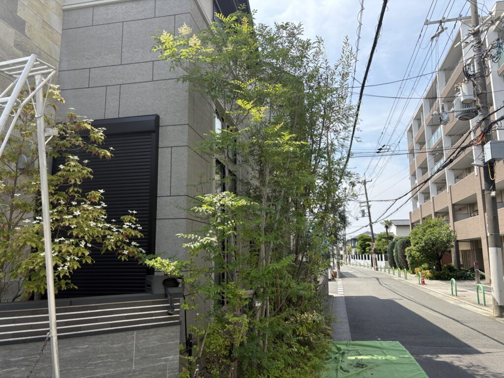 茨木市で植木屋によるメラレウカ・オリーブ・カシノキの剪定作業後の横からの綺麗になった様子