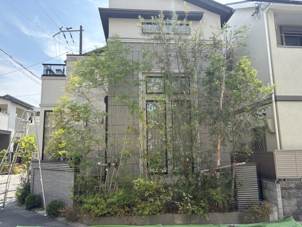 茨木市で植木屋によるメラレウカ・オリーブ・カシノキの剪定後の綺麗になった様子