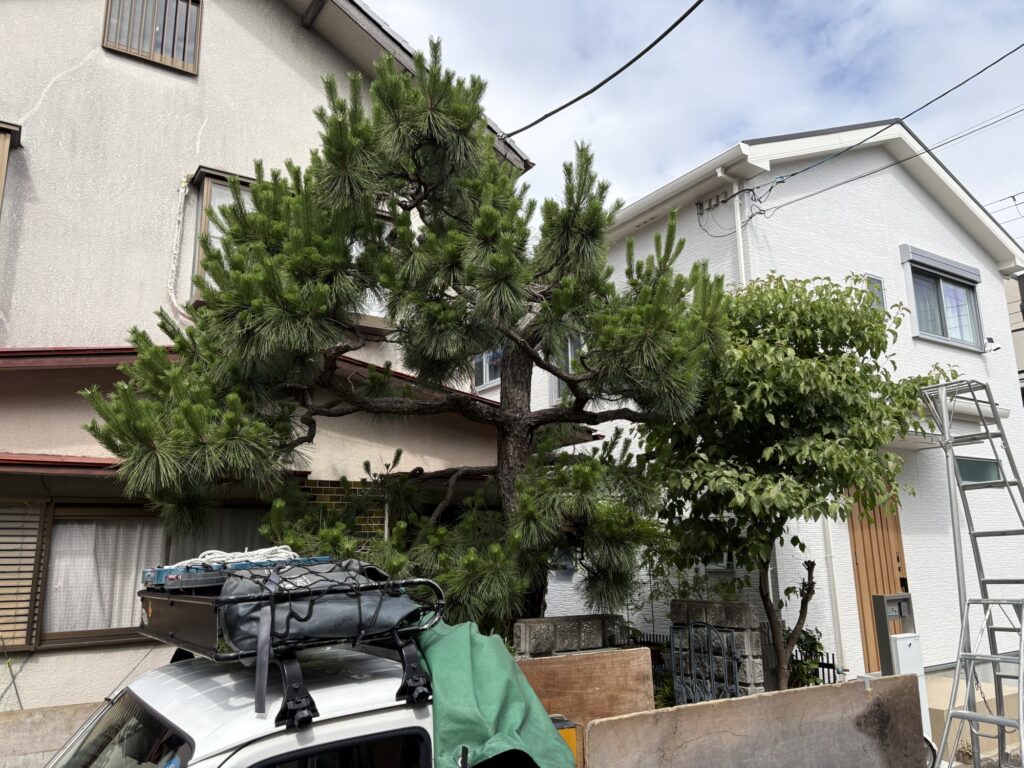 高槻市で植木屋による黒松とハナミズキの剪定前の様子