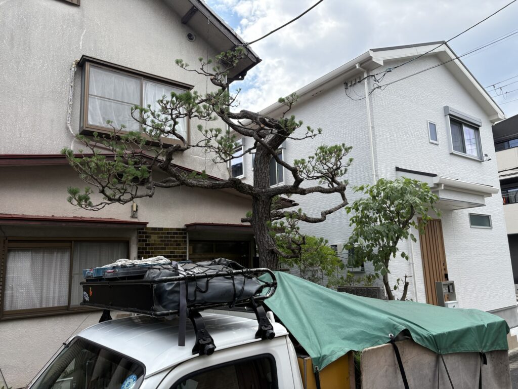 高槻市で植木屋による黒松とハナミズキの剪定後の綺麗になった様子