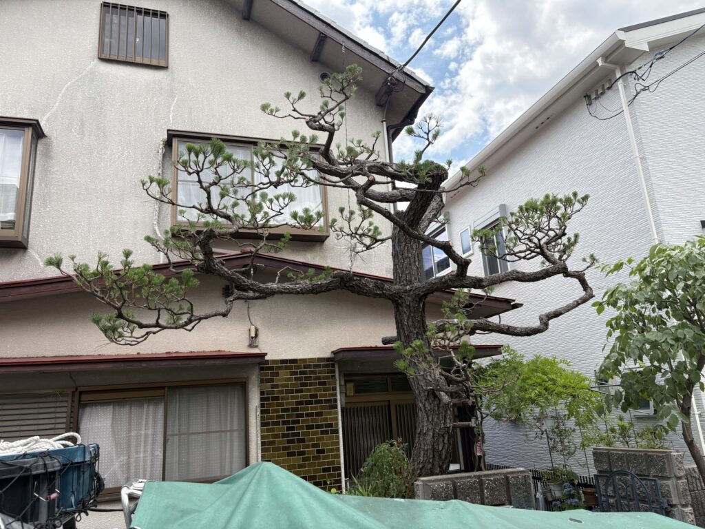 高槻市で植木屋による2年前に樹高や大きさを小さくした黒松を剪定した様子