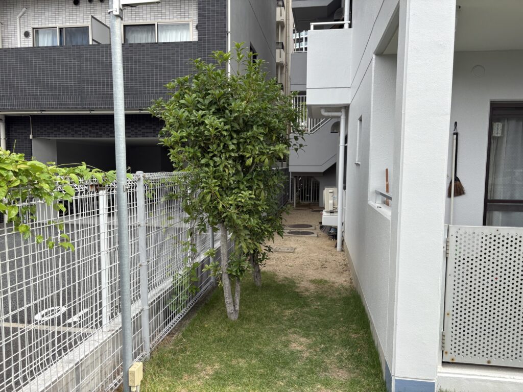 大阪で植木屋によるマンションの剪定・草刈り作業前の様子