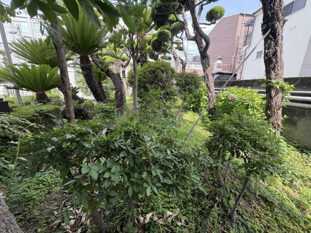 尼崎市で植木屋によるツツジ等庭木の剪定・草刈り作業前の様子