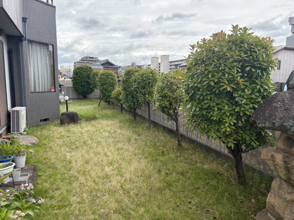 伊丹市で植木屋によるレッドロビンの剪定と芝刈り作業前の様子