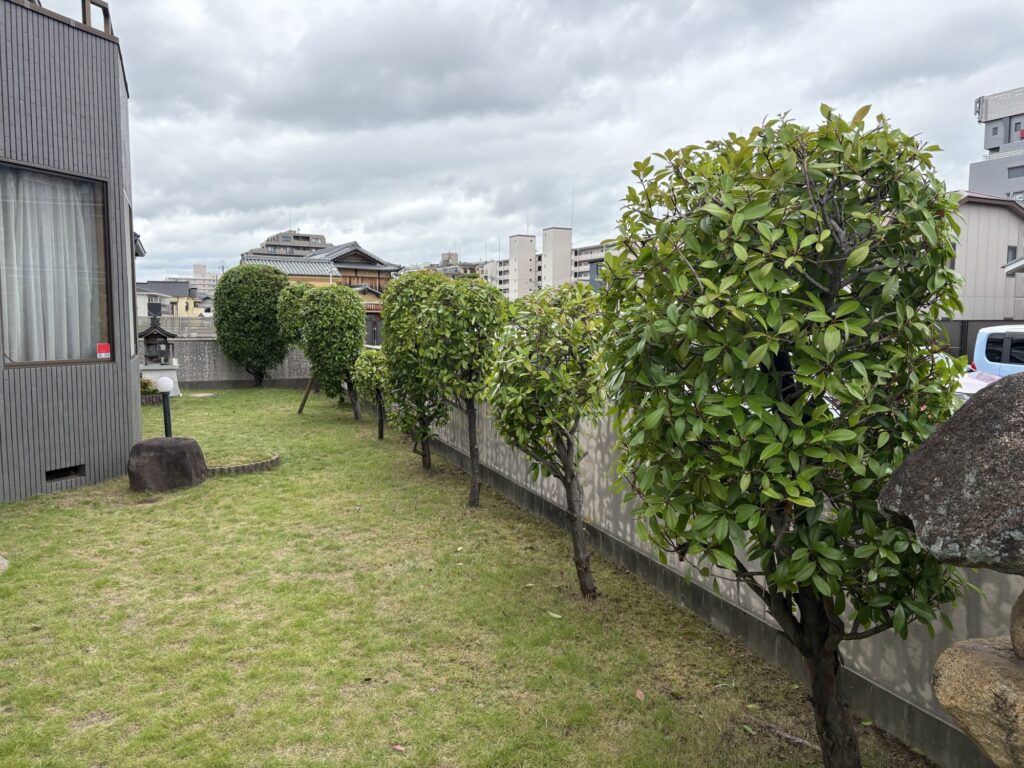 伊丹市で植木屋によるレッドロビンの剪定と芝刈り作業後の綺麗になった様子